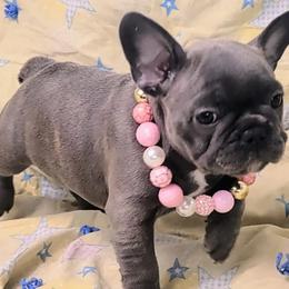 French Bulldog Puppies from JOLYNN Mecham