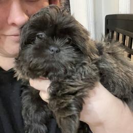 Shih Tzu Puppies from Lavender Lane Tzus