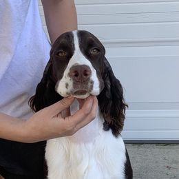 Mojito - Liver and white English Springer Spaniel puppy in California from Alerion English Springer Spaniels