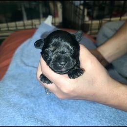 Miniature Schnauzer Puppies from S & S Miniature Schnauzer