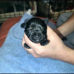 Miniature Schnauzer Puppies from S & S Miniature Schnauzer