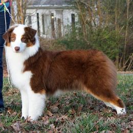 Australian Shepherds and German Shepherds from Coal Creek Australian Shepherd's