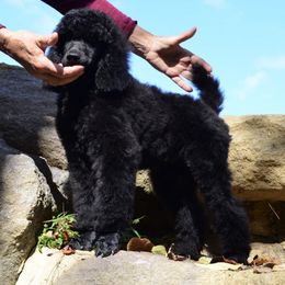 Poodle Puppies from D and D Standard Poodles