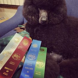 Poodle All Grown Up from Raventree Poodles