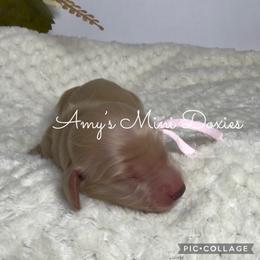AKC Maple - Cream female Dachshund puppy in Jena, Louisiana from Amy’s Mini Doxies