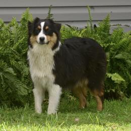 Piper - Australian Shepherd