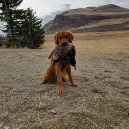 "Our Tank boy! 🐾🐾" Golden Retriever Puppies from Ponderay Golden’s