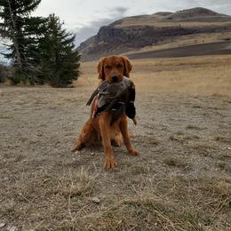 "Our Tank boy! 🐾🐾" Golden Retriever Puppies from Ponderay Golden’s