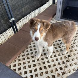 Lavender - Red tri-color female Australian Shepherd puppy in Lancaster, California from Al Sira Australian Shepherds