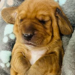 Male Red (Rusty) - Red and white male Basset Hound puppy in Oviedo, Florida from Boss Farms