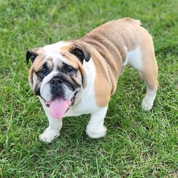Finn - Bulldog
