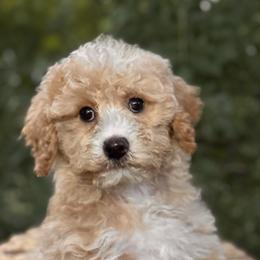 Arlo - Yellow and white male Bernedoodle puppy in Vacaville, California from Starlight Goldendoodles