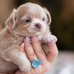 Daysi 8800 - Cream female Chihuahua puppy in Deerfield, Florida from Happy Petit Paws