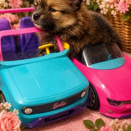 Pomeranian Puppies from Foxx Dior Poms