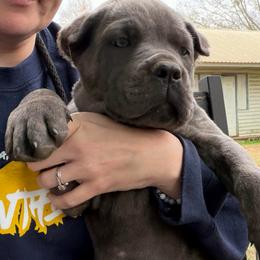 Brown - Gray brindle male Cane Corso puppy in Opelousas, Louisiana from Azelees Cane Corso