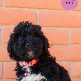 Aussiedoodle and Goldendoodle Puppies from Ever After Doodles Arizona