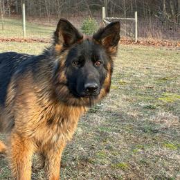 Ellie - Black and red female German Shepherd puppy in Lawton, Michigan from Free Indeed Shepherds
