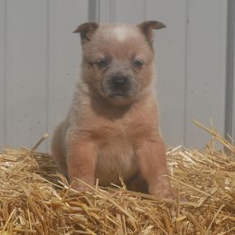 Beet - Red mottled female Australian Cattle Dog puppy in Buffalo Valley, Tennessee from Buffalo Valley Breeders