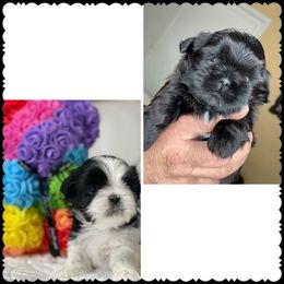 Shih Tzu Puppies from Maria's Shih Tzus