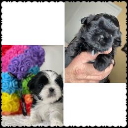 Shih Tzu Puppies from Maria's Shih Tzus