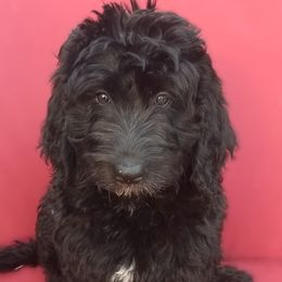 Diamond - Phantom female Bernedoodle puppy in Mesa, Arizona from Cookies and Cream Doodles