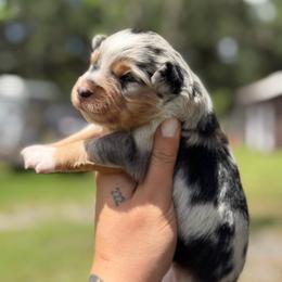 Lina ASRD - Blue merle female Miniature Australian Shepherd puppy in Polk City, Florida from Skaky Shepherds