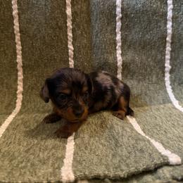 Lucky - Dapple female Dachshund puppy in Ridgeville, Indiana from McCord’s Standard Aussies