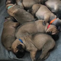 Mastiff Puppies from Parbury Place Mastiffs