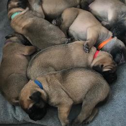 Mastiff Puppies from Parbury Place Mastiffs