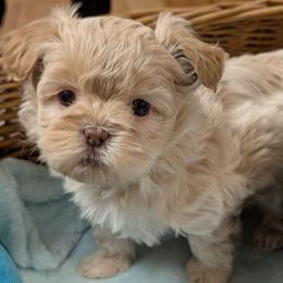 Cookie - Gold and white female Shihpoo puppy in Coshocton, Ohio from Forever Family Puppies