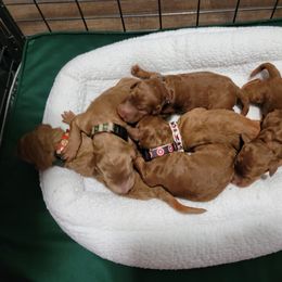 Poodle Puppies from Big Stretch
