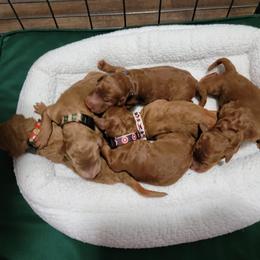 Poodle Puppies from Big Stretch