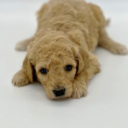 Rebekah - Goldendoodle puppy in Lancaster, Minnesota from North Star Dog Training