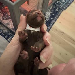 Heart girl - Chocolate female Cavalier King Charles Spaniel puppy in Melbourne, Florida from Majestic Cavaliers of Melbourne FL