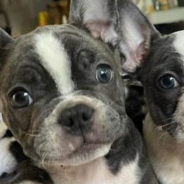 French Bulldogs from Edge Kennels
