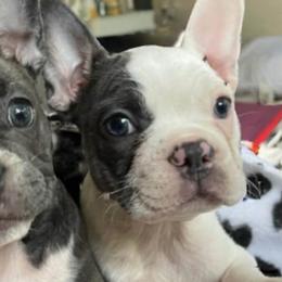 French Bulldogs from Edge Kennels