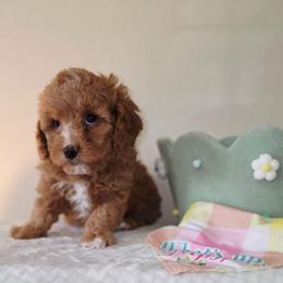 Hugs - Red male Cavapoo puppy in Lincolnton, North Carolina from Cuddable Pups