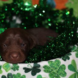 Labrador Retriever Puppies from Paradise Farm Gun Dogs