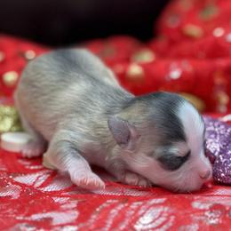 Danny - Black sabled silver male Chihuahua puppy in Lee Center, New York from Alfheim-Andromeda Chihuahua's (A &A's)
