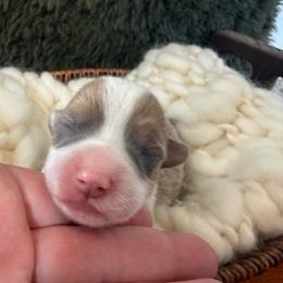Dove - Blue female Pembroke Welsh Corgi puppy in Paxton, Illinois from McGovern Family Corgis