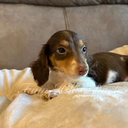 Tokyo - Chocolate and tan female Dachshund puppy in Jonesboro, Illinois from Twin Hills Dachshunds