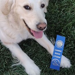 Abigail - Golden Retriever