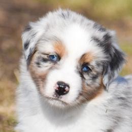Olaf - Blue merle male Australian Shepherd puppy in Easton, Missouri from MMA Kennel
