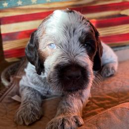 Wolverine - Brown and gray male Wirehaired Pointing Griffon puppy in Grangeville, Idaho from Happy Hollow Griffons