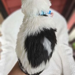 Boy 5 - Black and white Sheepadoodle puppy in Egg Harbor City, New Jersey from Doodles by Starlight