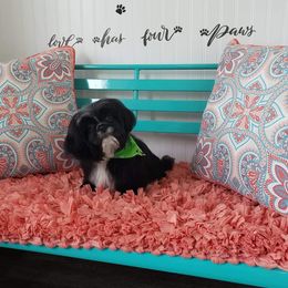 Whiskey - Shih Tzu