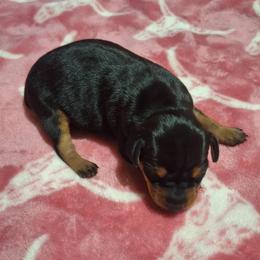 Lizzie Mae - Black and tan female Miniature Pinscher puppy in Grove, Oklahoma from K&J's Min Pins Of Grand Lake