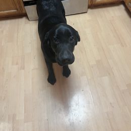 Raven Pink girl - Black Labrador Retriever puppy in Eugene, Oregon from LakeHouse Labrador Retriever LLC