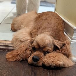 Celes - Cocker Spaniel