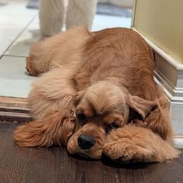 Celes - Cocker Spaniel